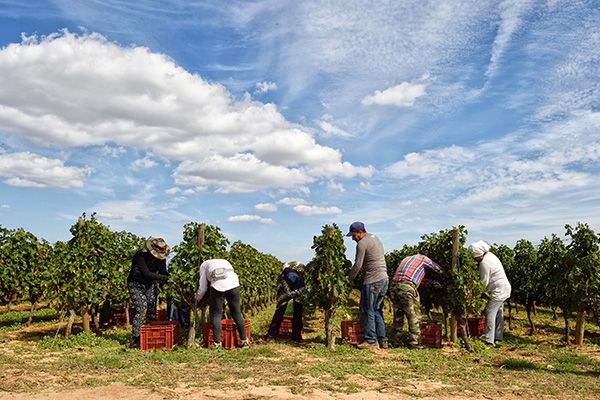 impression plaquette vins languedoc